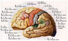 腦萎縮能活多久？